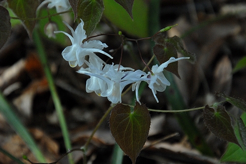 �g�L���C�J���\�E