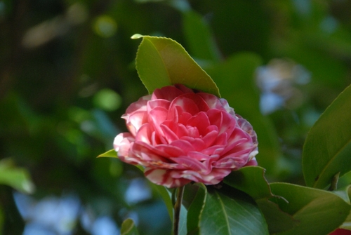 �c�o�L�i����j