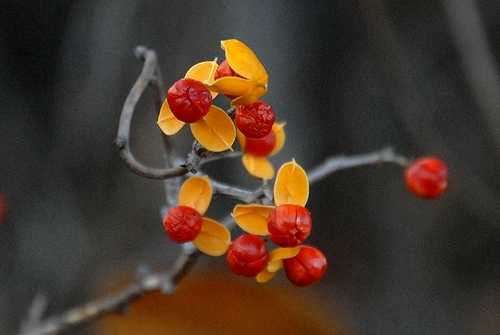 �c���E�����h�L�̎�