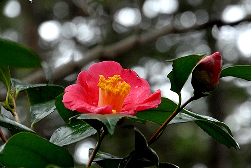 ���u�c�o�L